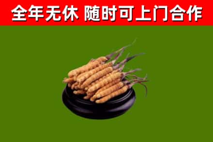 衡阳回收冬虫夏草